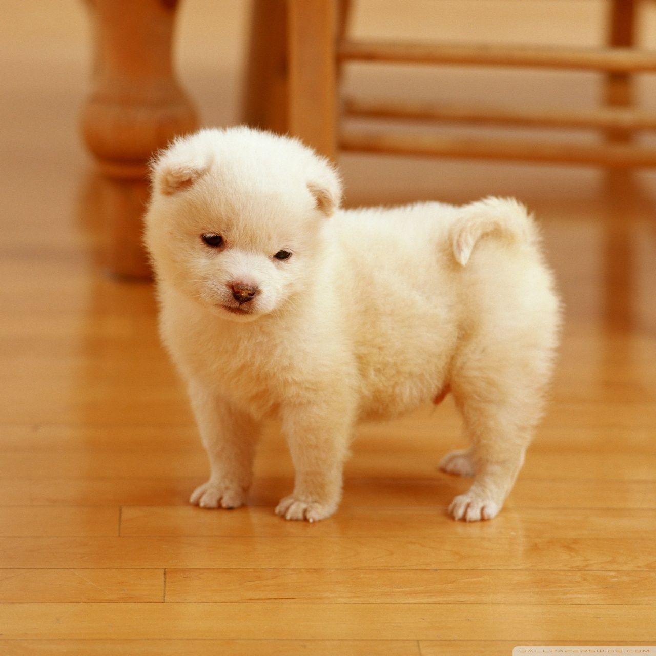 Cute Puppy Pictures Wallpapers