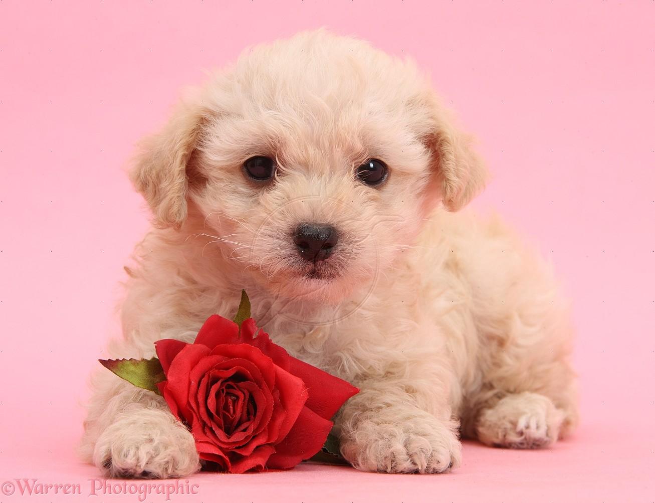 Cute Puppy Valentines Day Wallpapers