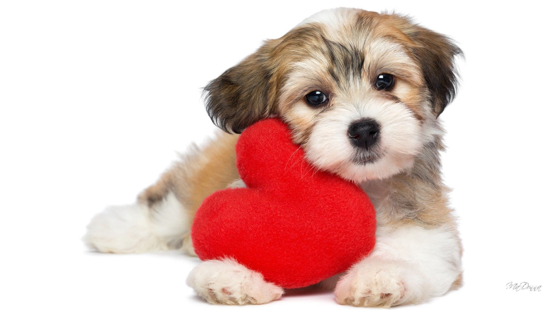 Cute Puppy Valentines Day Wallpapers