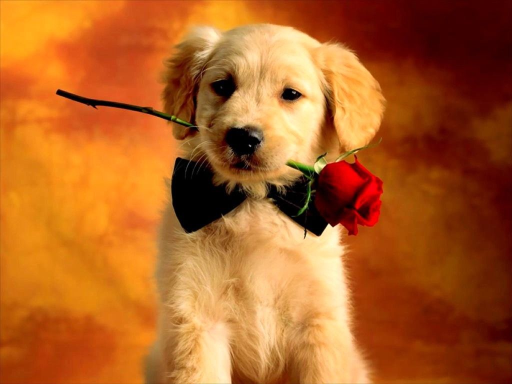 Cute Puppy Valentines Day Wallpapers