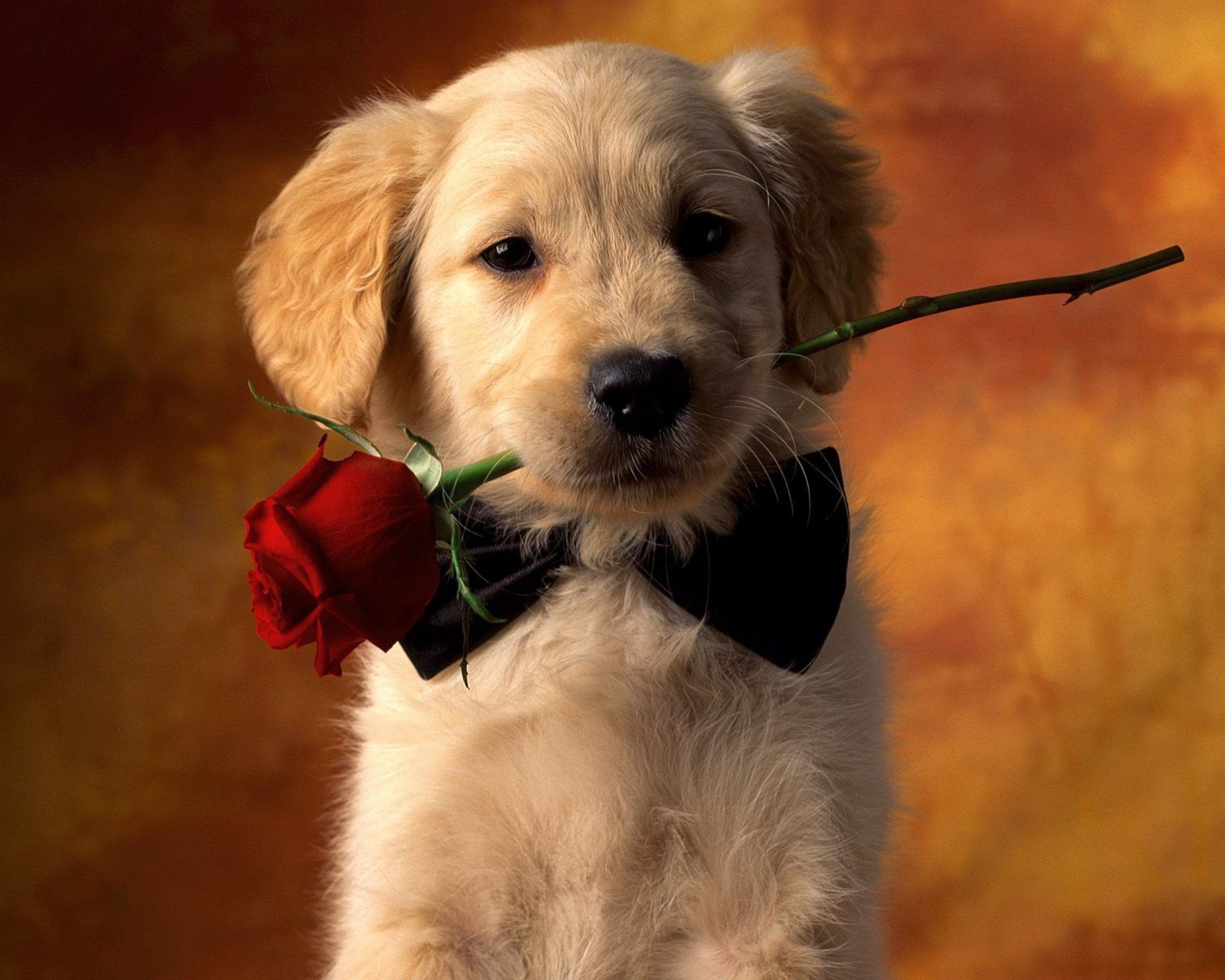 Cute Puppy Valentines Day Wallpapers