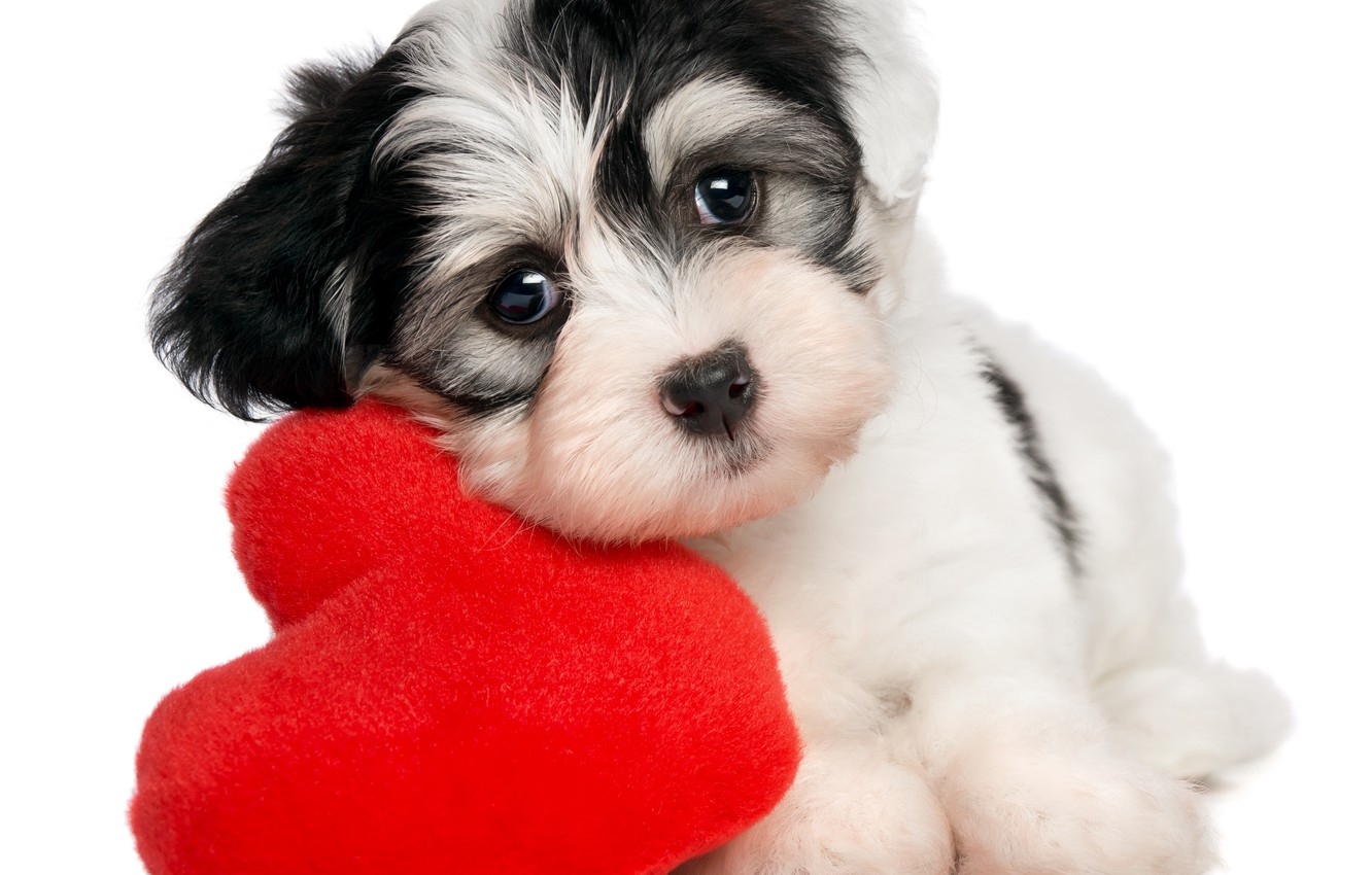 Cute Puppy Valentines Day Wallpapers