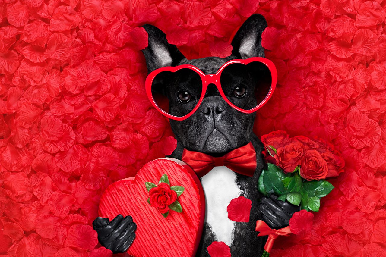 Cute Puppy Valentines Day Wallpapers