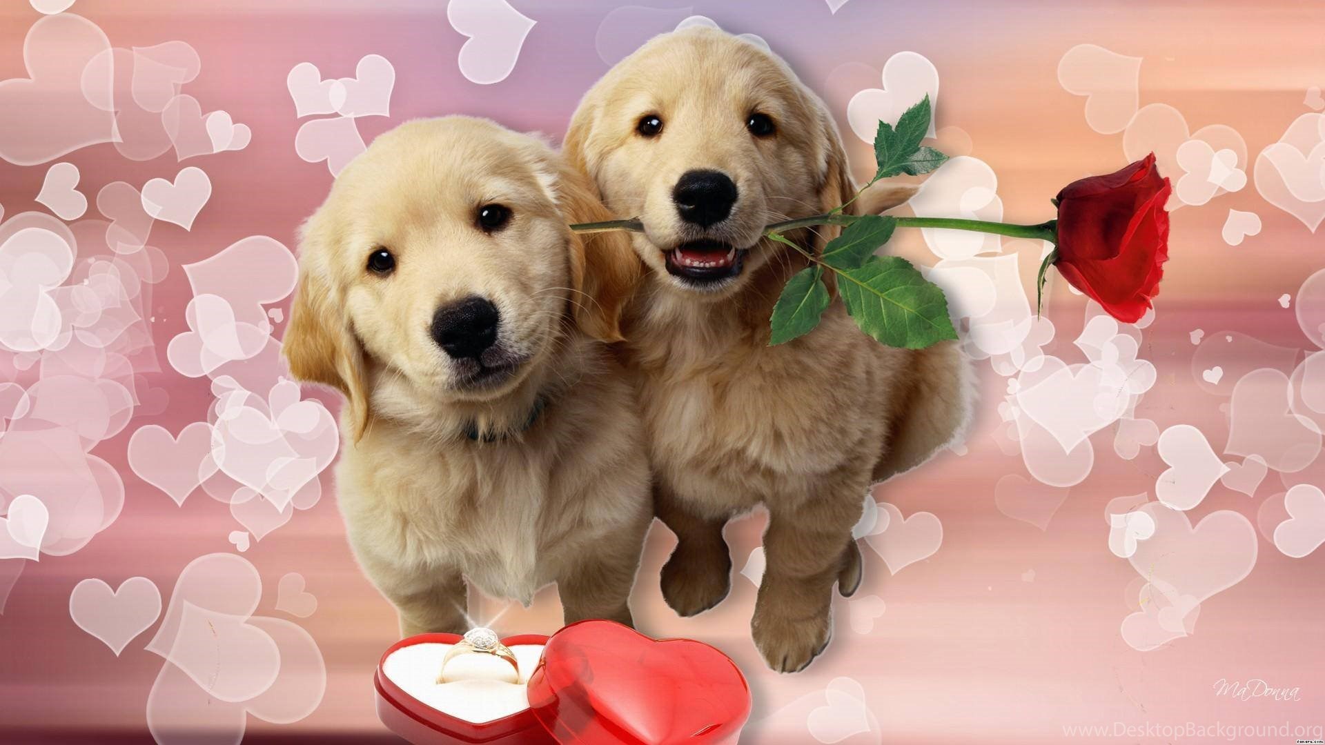 Cute Puppy Valentines Day Wallpapers