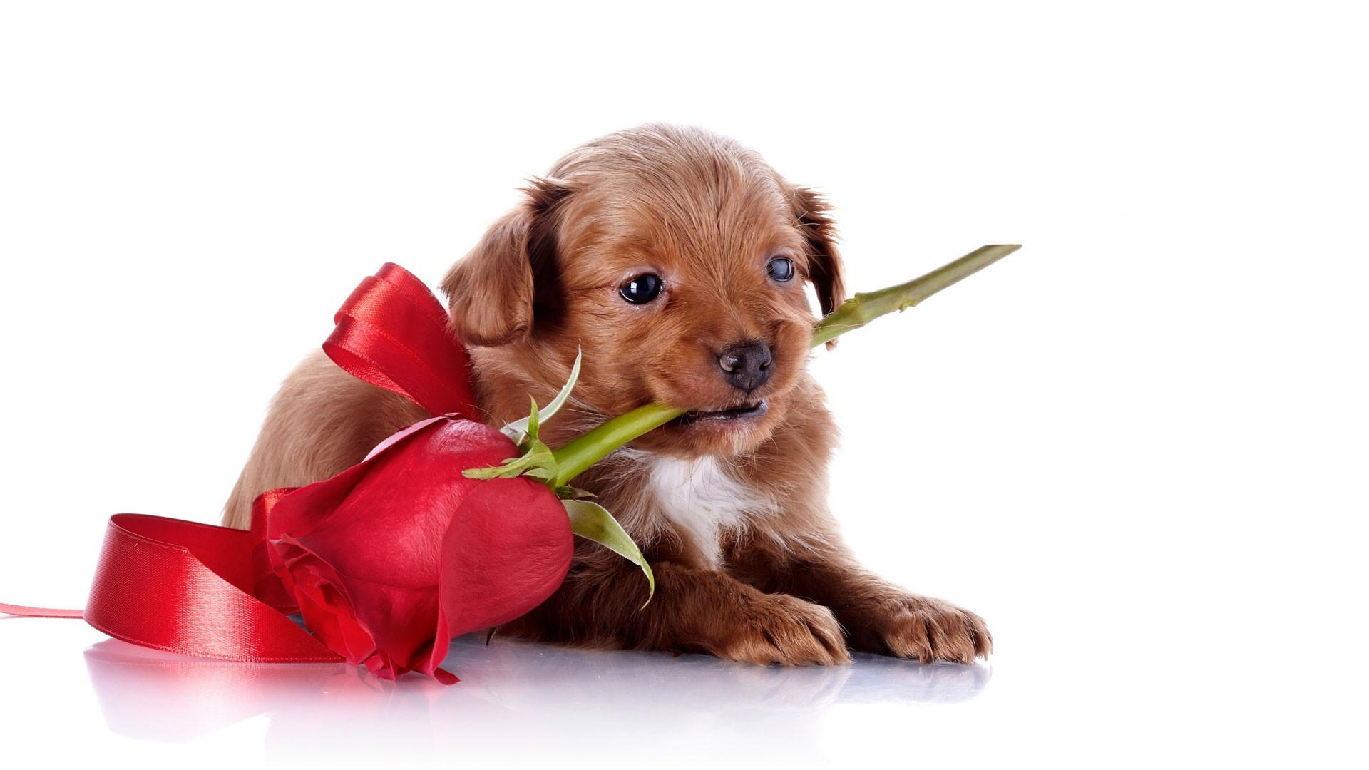 Cute Puppy Valentines Day Wallpapers