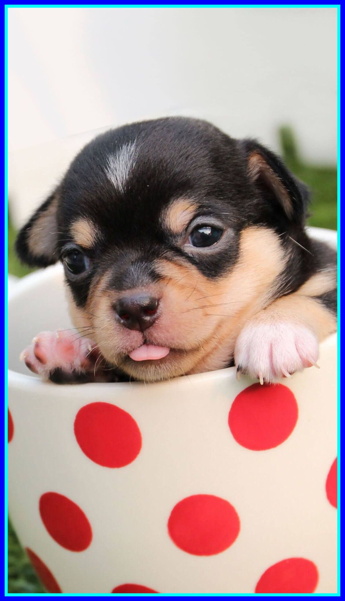 Cute Puppy Valentines Day Wallpapers