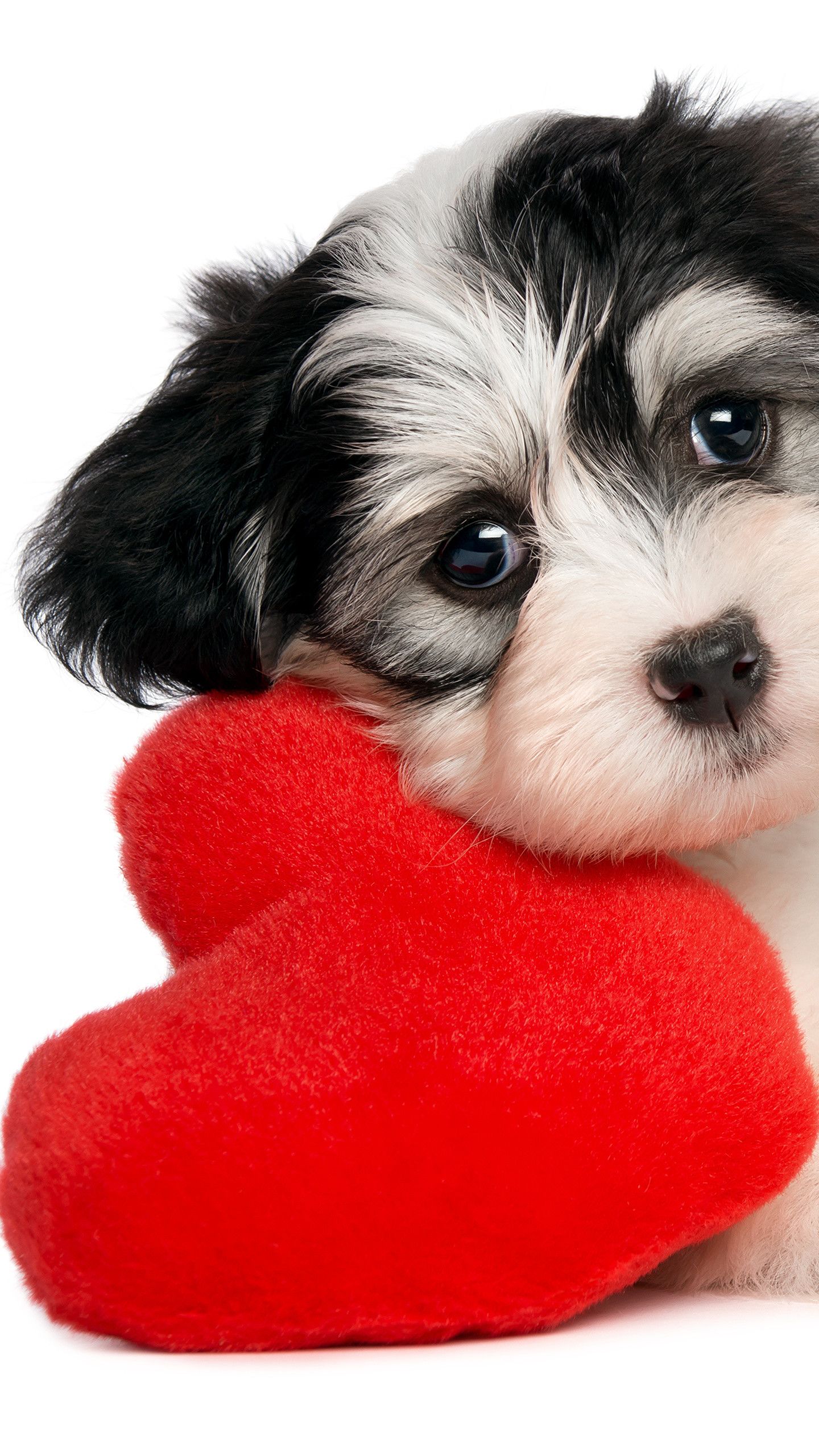 Cute Puppy Valentines Day Wallpapers