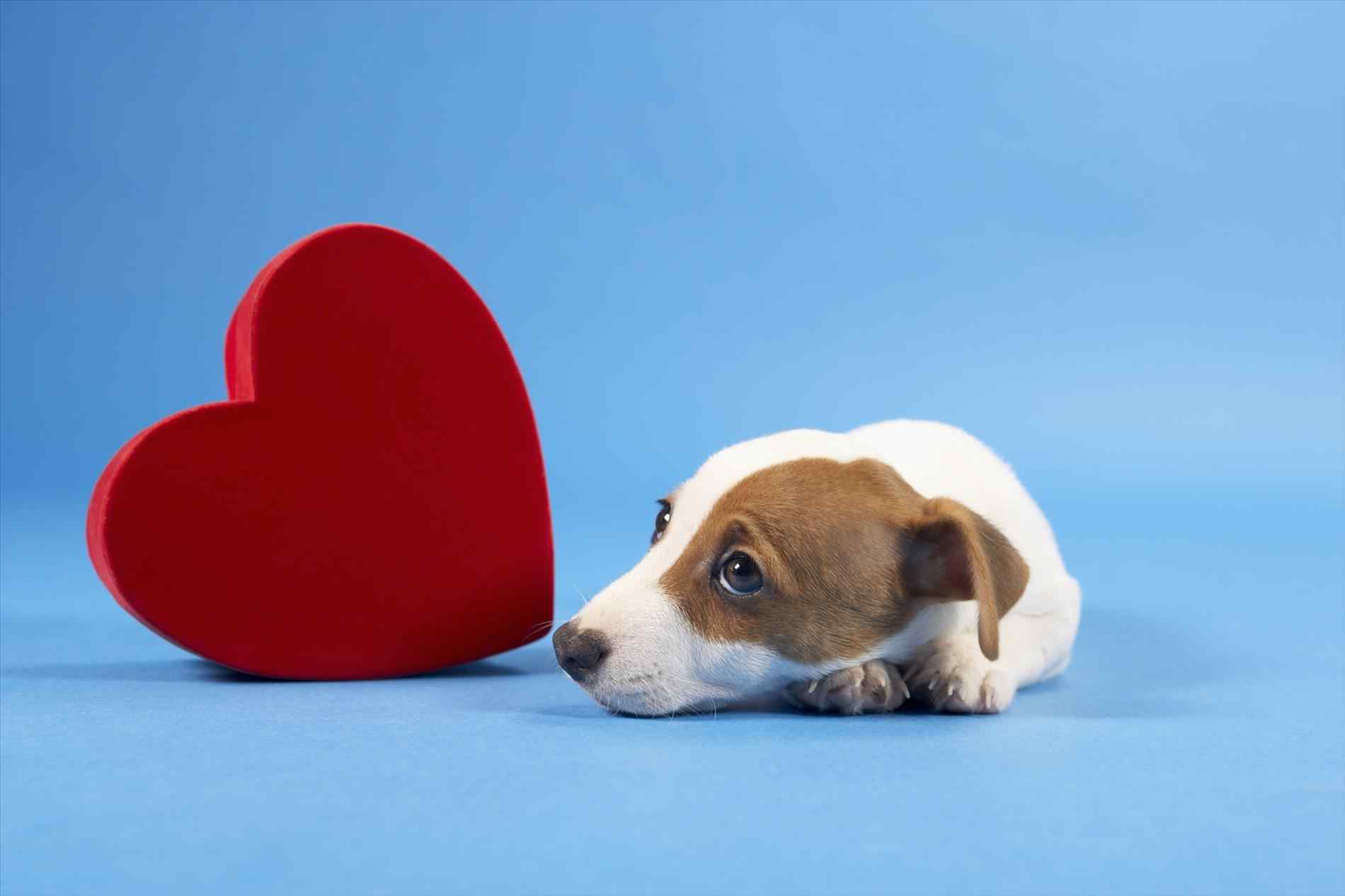 Cute Puppy Valentines Day Wallpapers