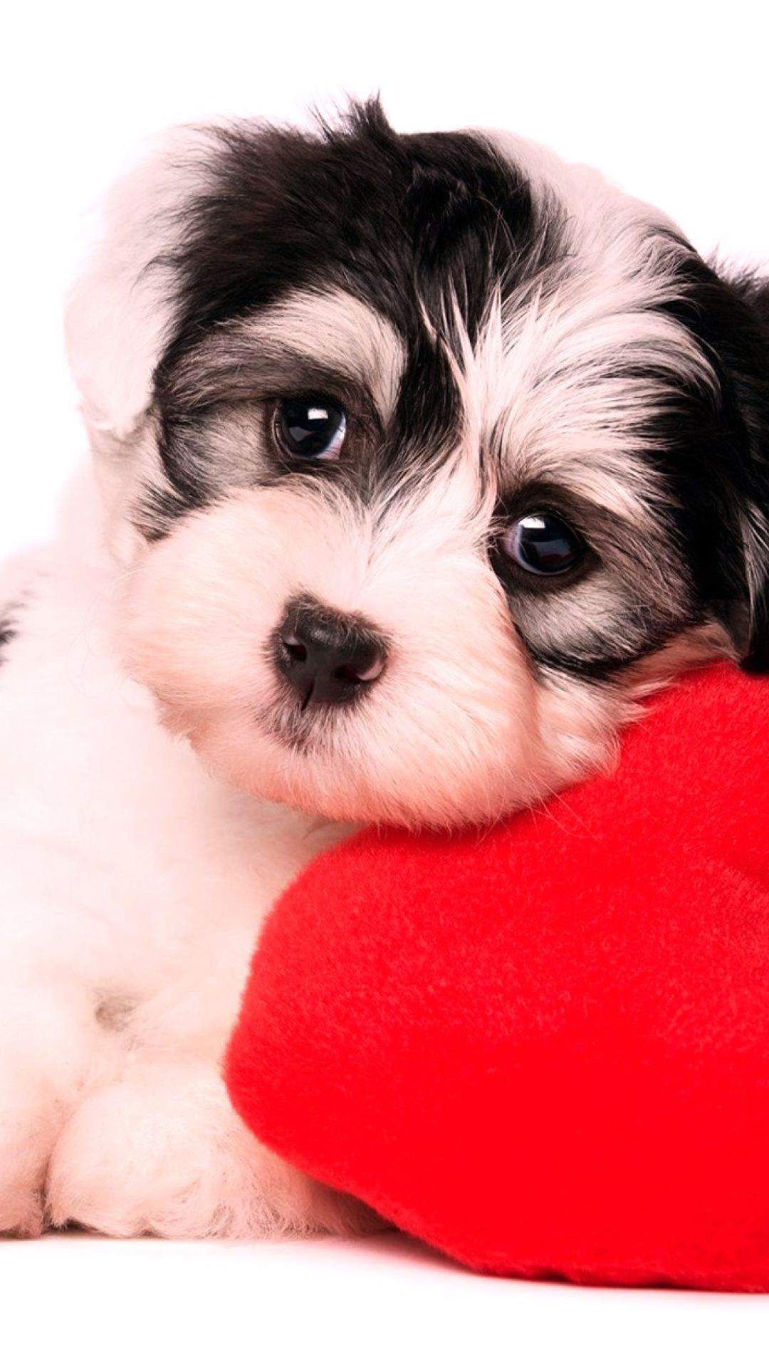 Cute Puppy Valentines Day Wallpapers