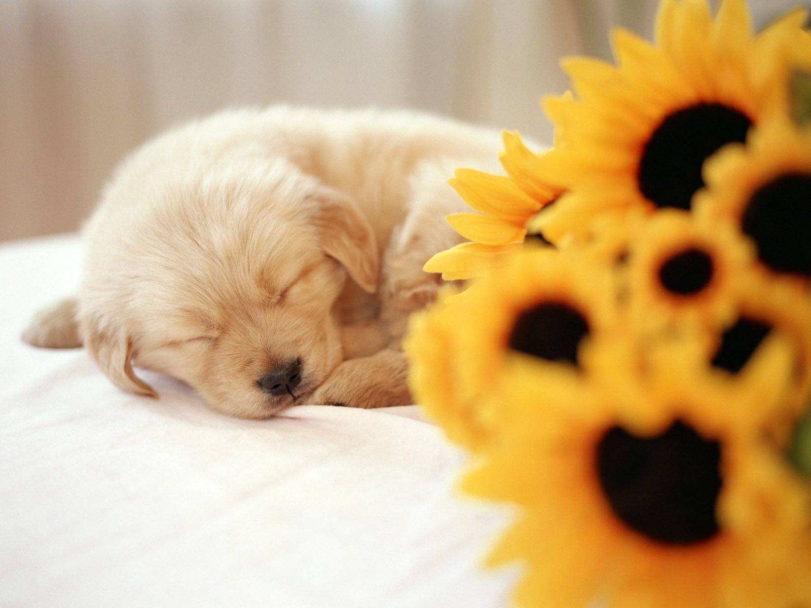 Cute Puppy Wallpaper Wallpapers