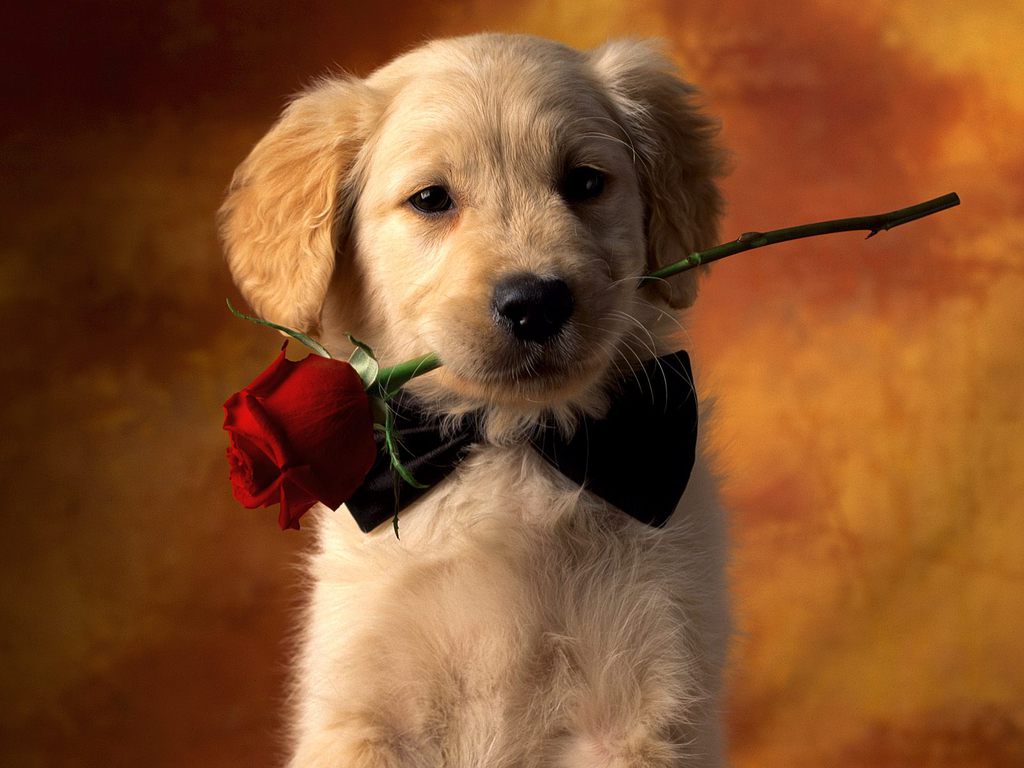 Cute Puppy Wallpaper Wallpapers