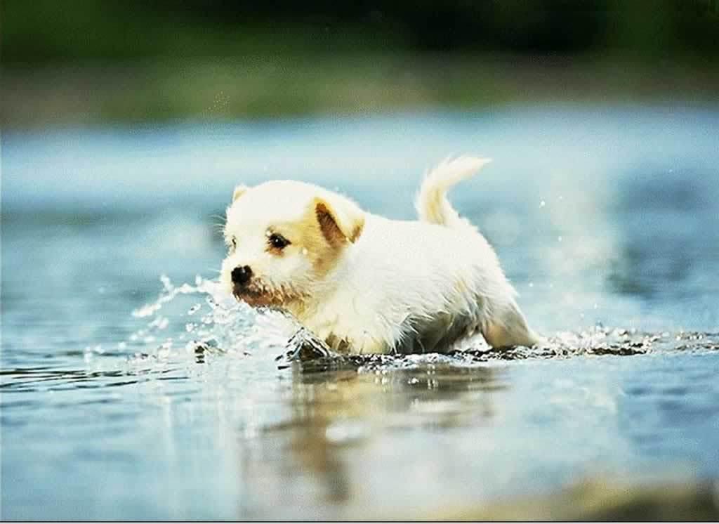 Cute Puppy Wallpaper Wallpapers