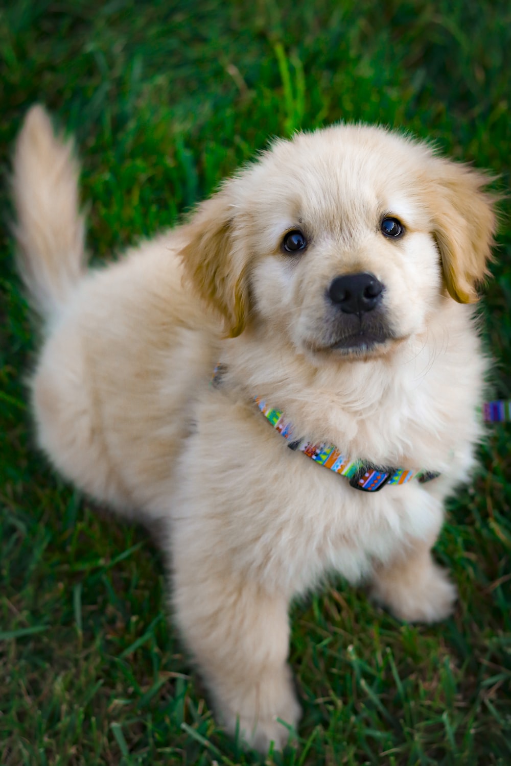 Cute Puppy Wallpaper Wallpapers