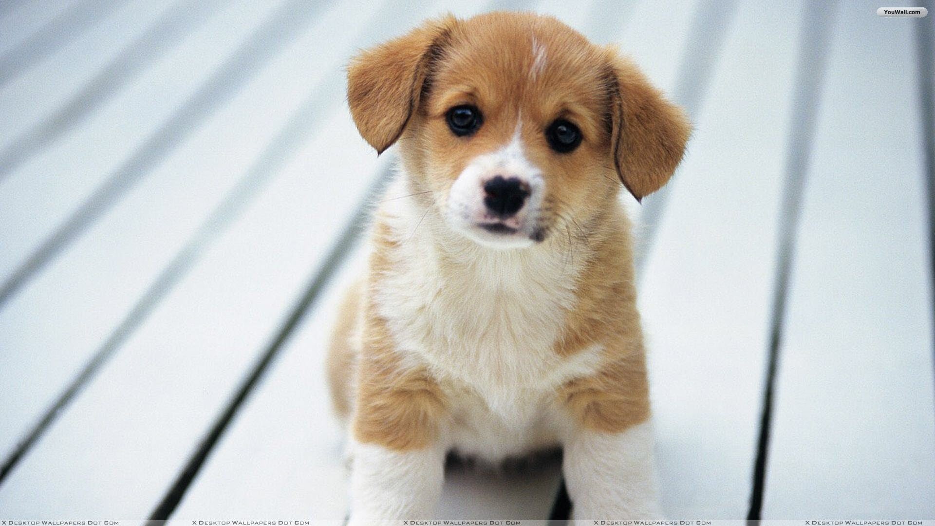 Cute Puppy Wallpapers