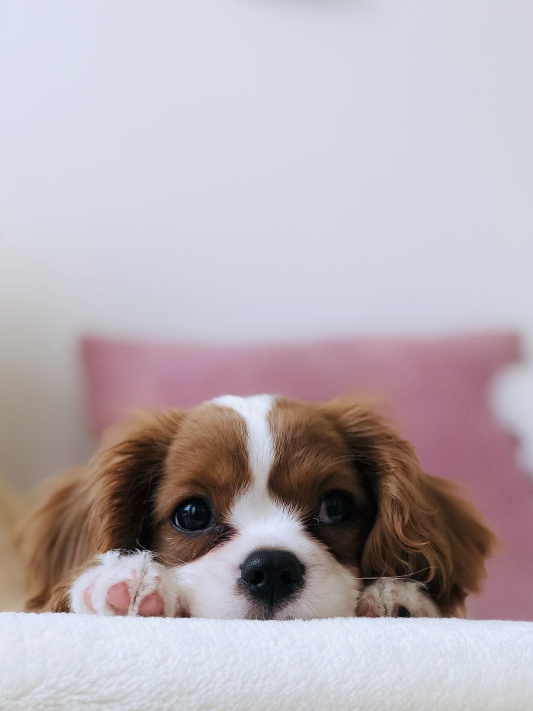 Cute Puppy Wallpapers