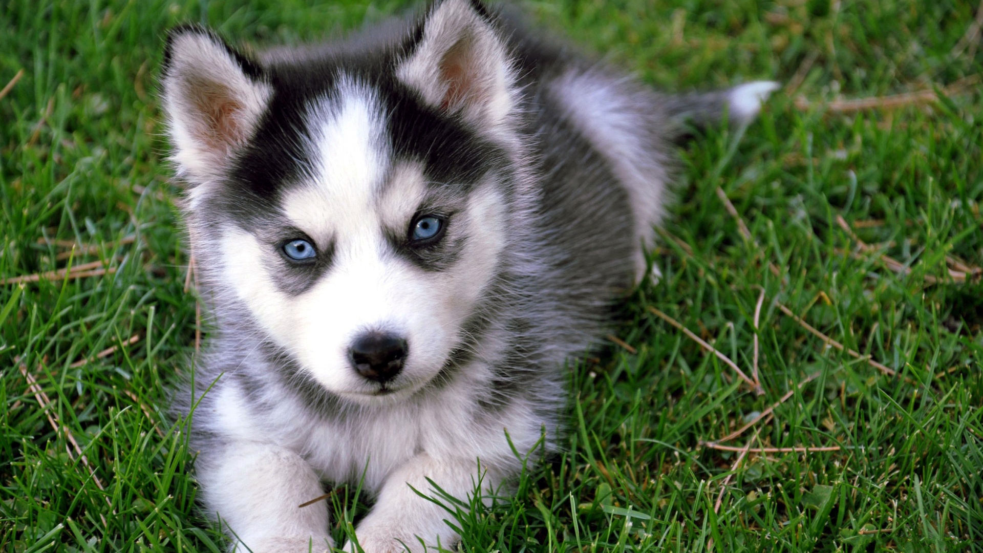 Cute Puppy Wallpapers