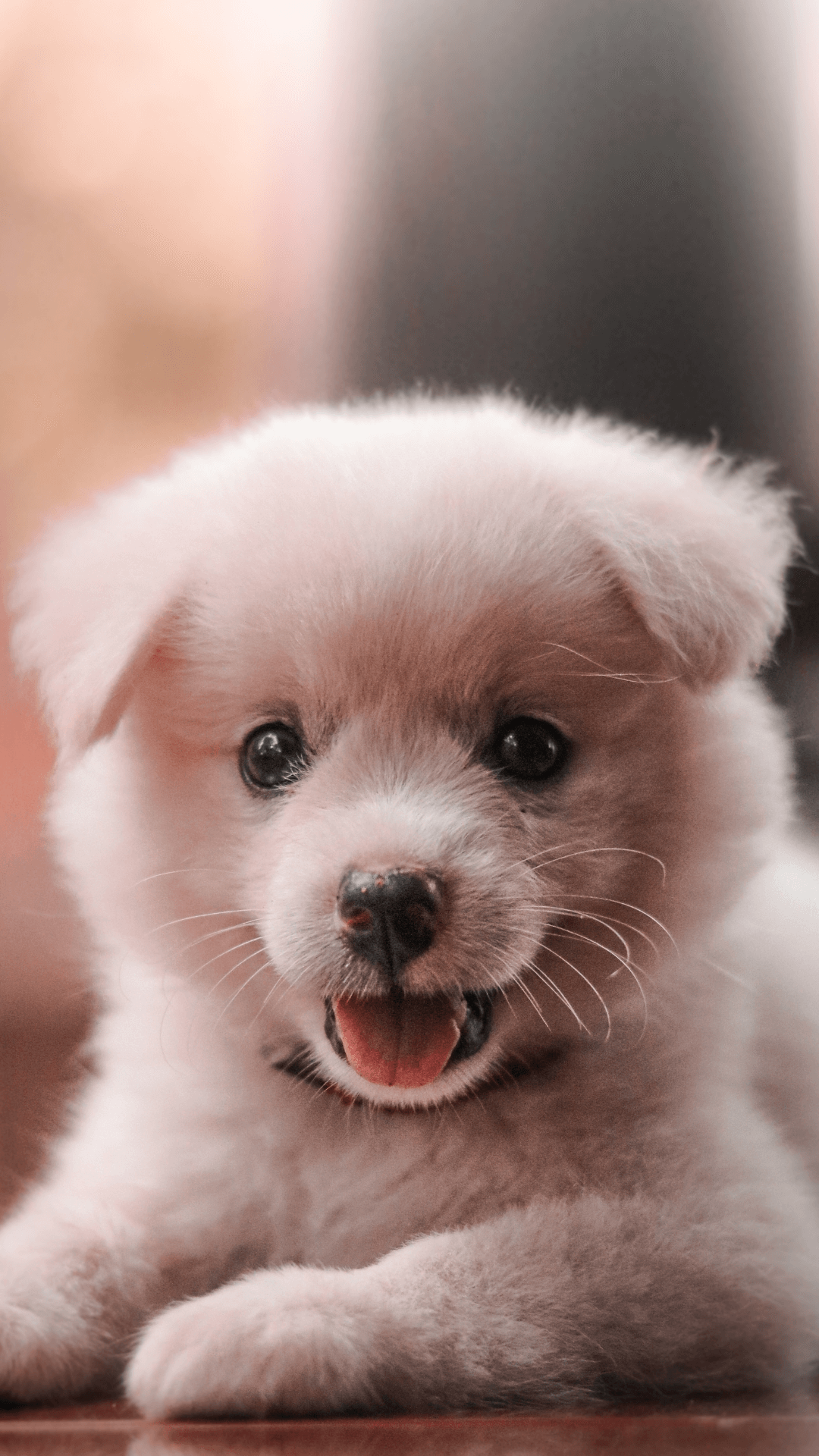 Cute Puppy Wallpapers