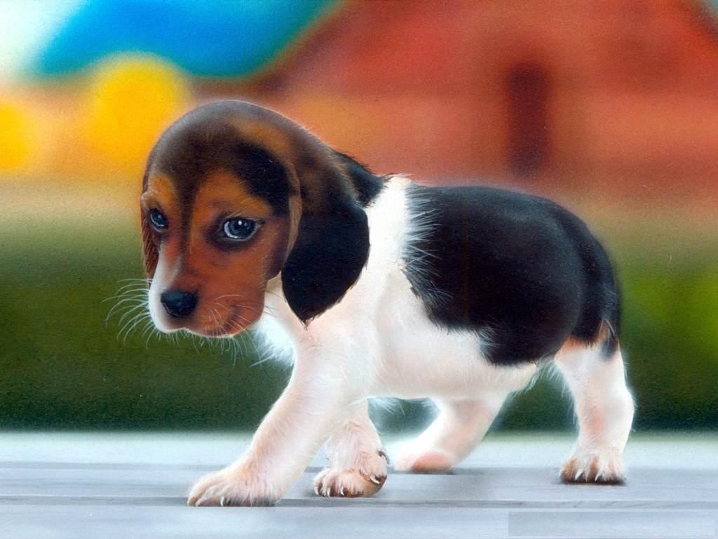 Cute Puppy Wallpapers