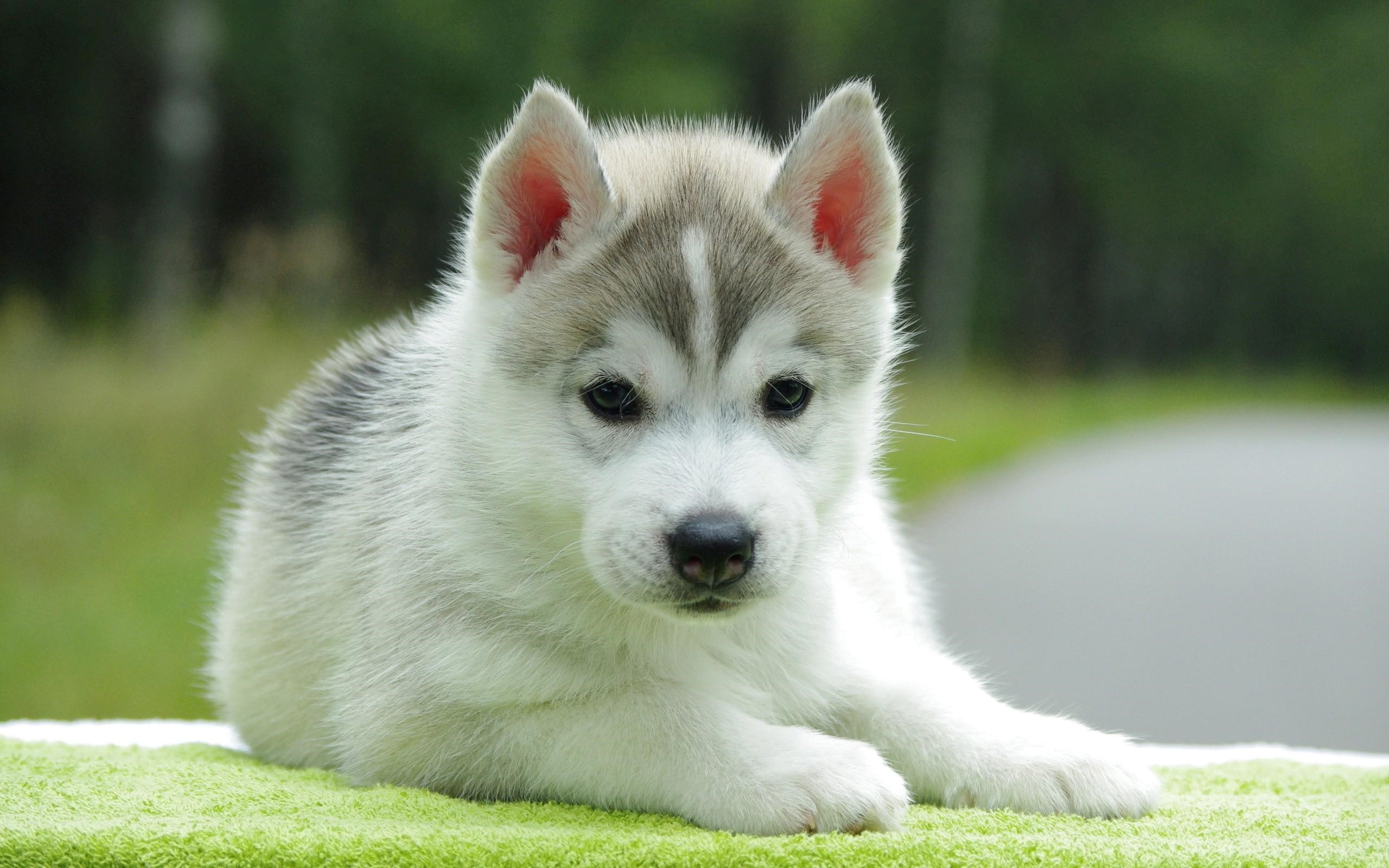 Cute Puppy Wallpapers