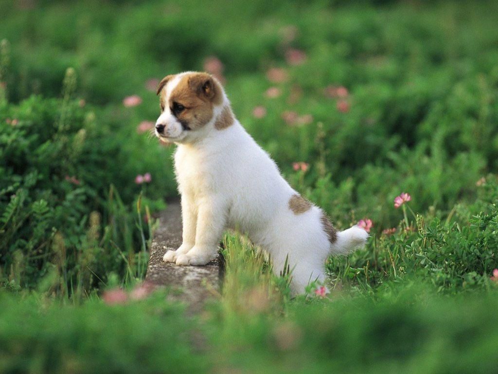 Cute Puppy Wallpapers