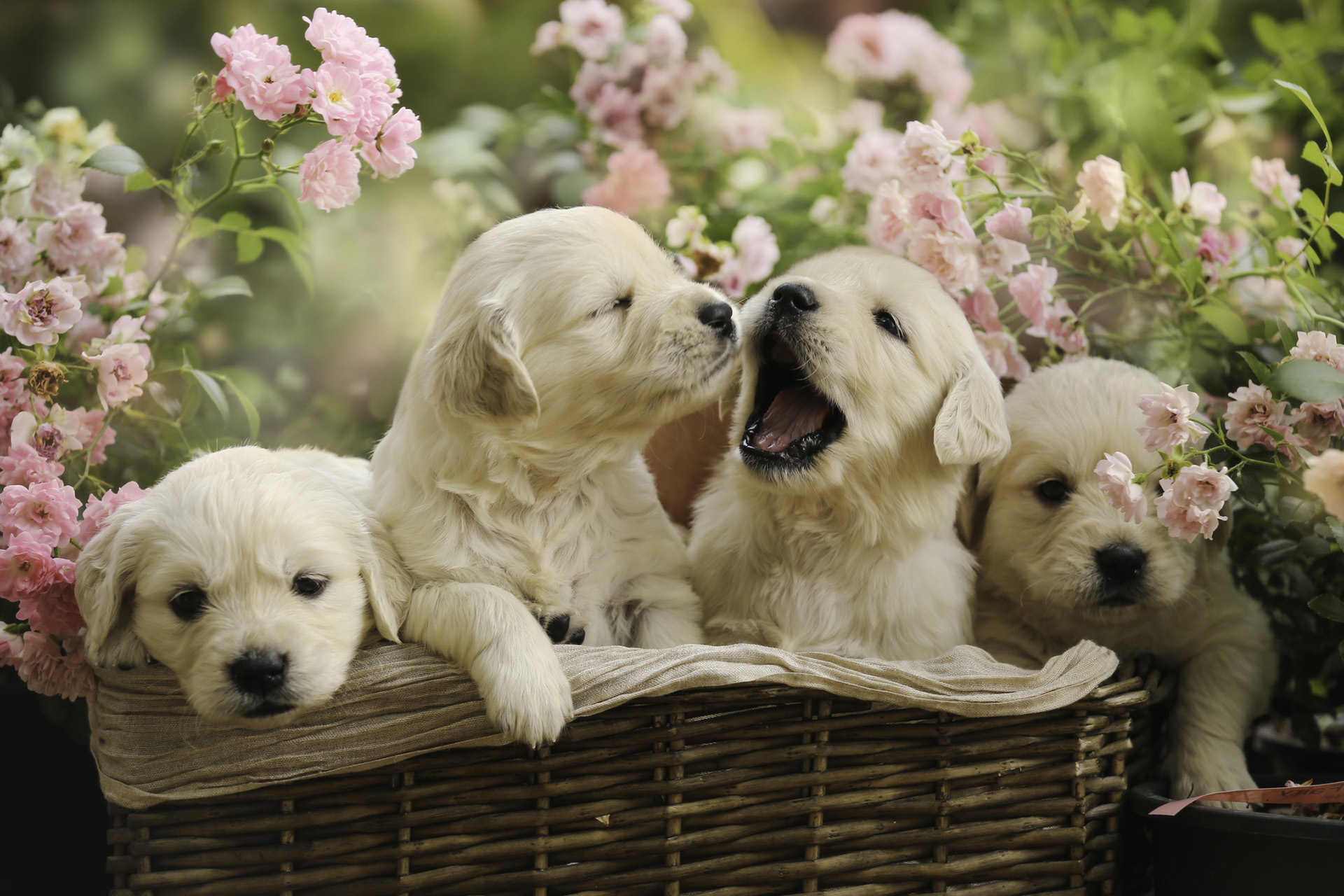 Cute Puppy Wallpapers