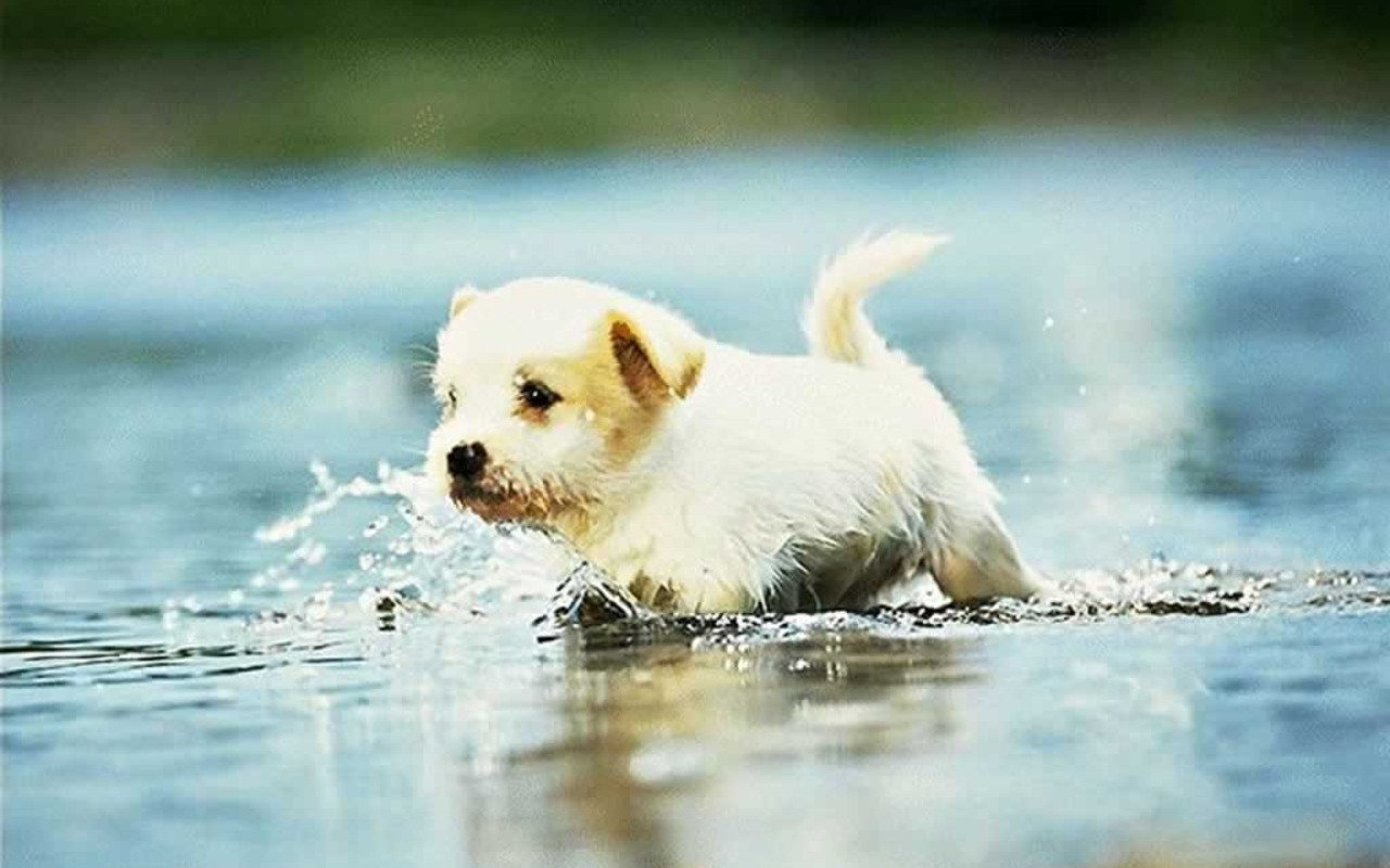 Cute Puppy Wallpapers