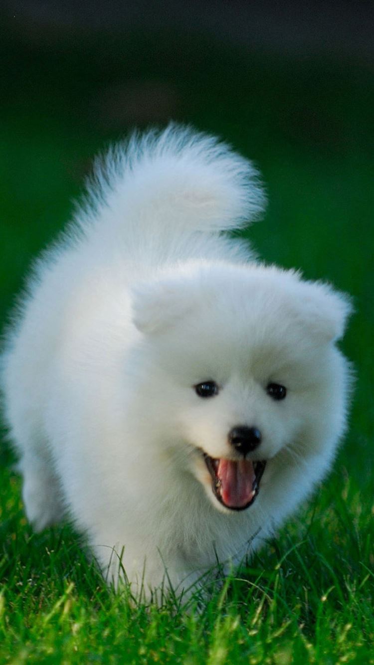 Cute Puppy Wallpapers