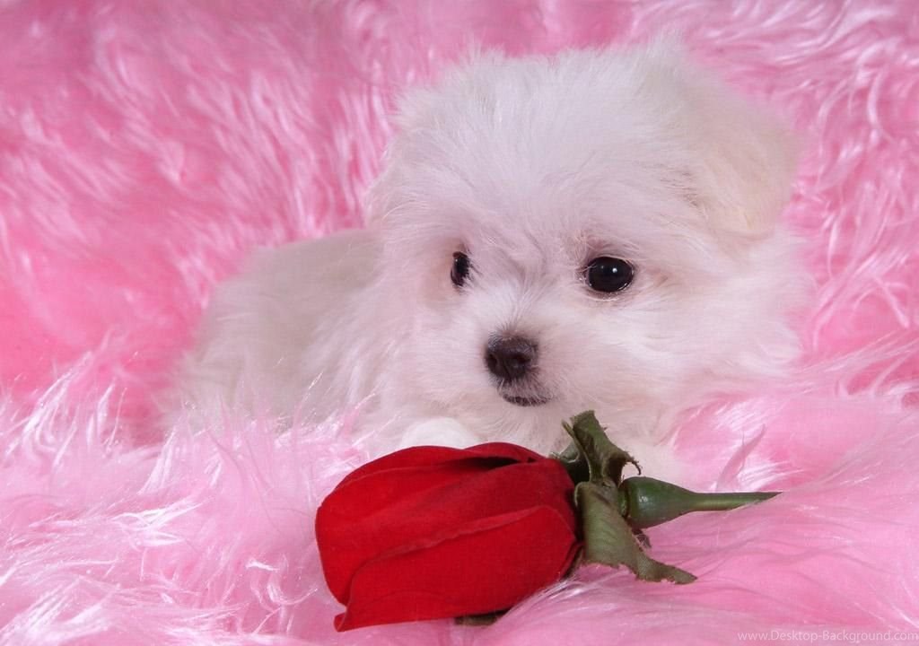 Cute Puppy Wallpapers