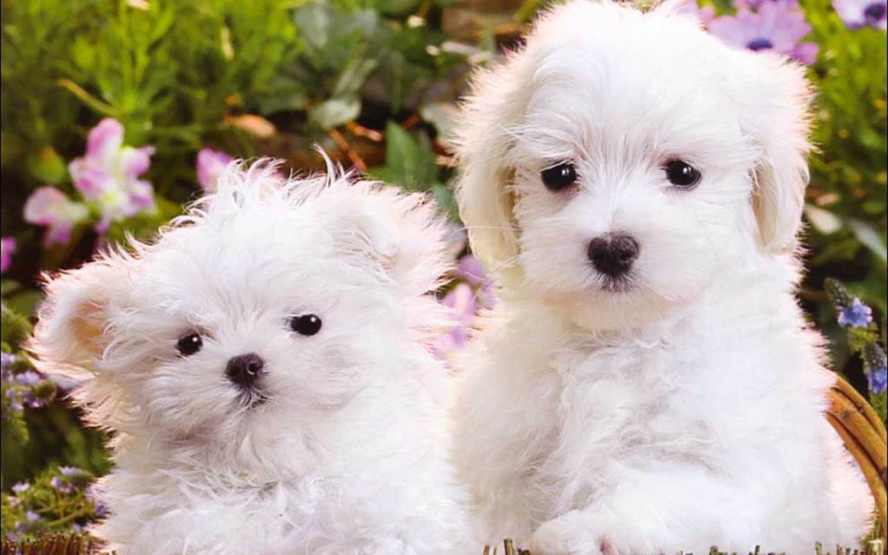 Cute Puppy Wallpapers