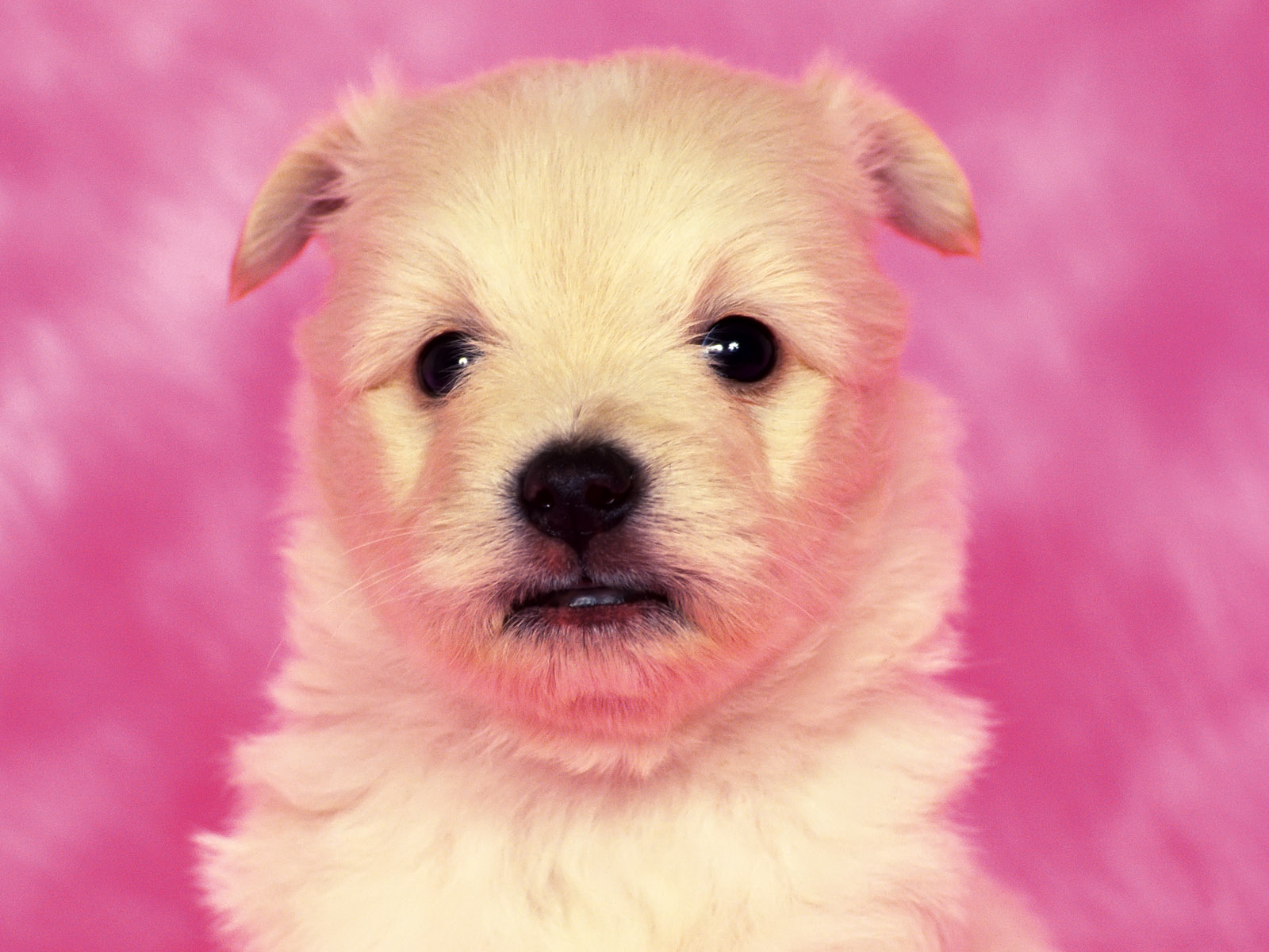 Cute Puppy Wallpapers