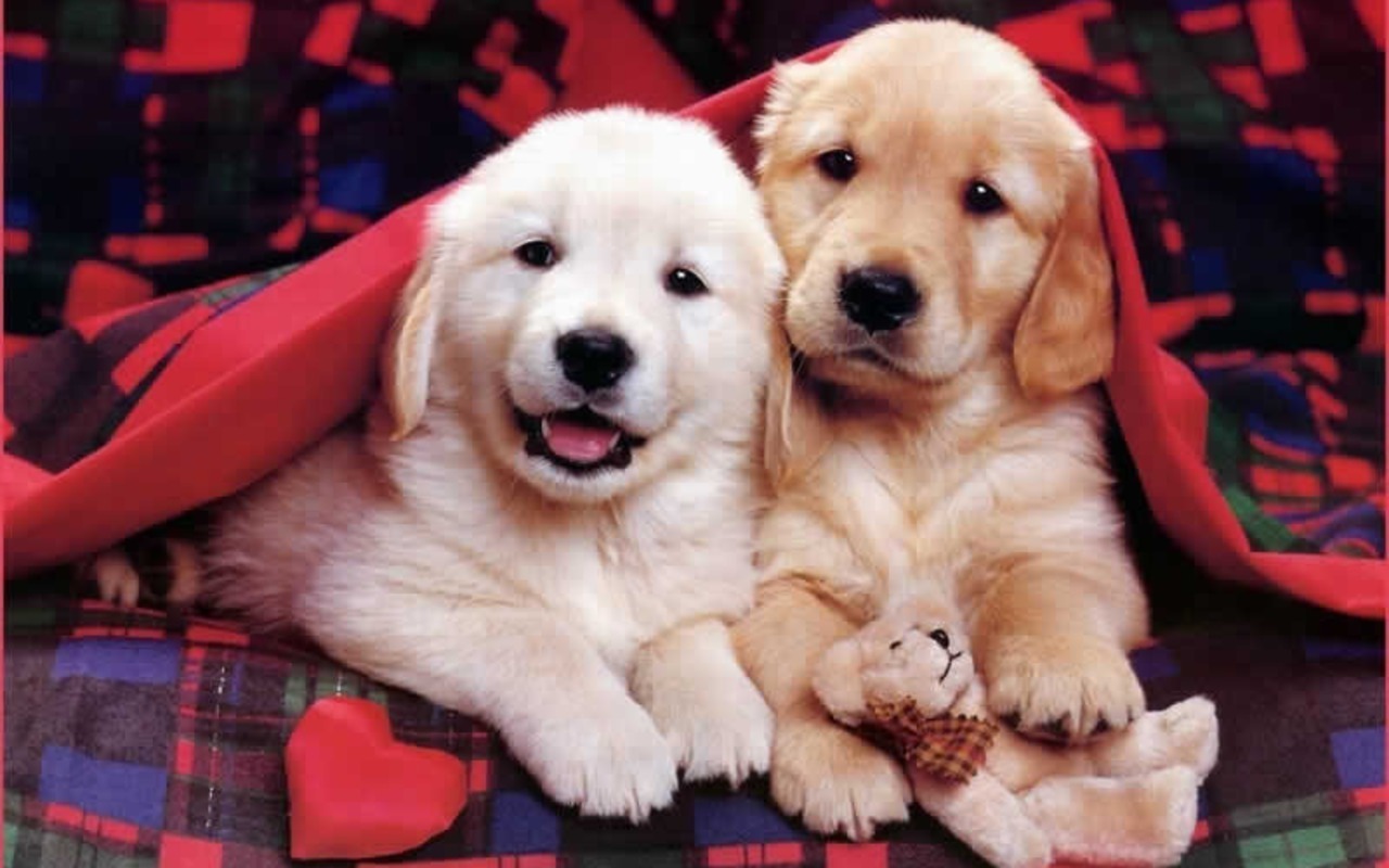 Cute Puppy Wallpapers