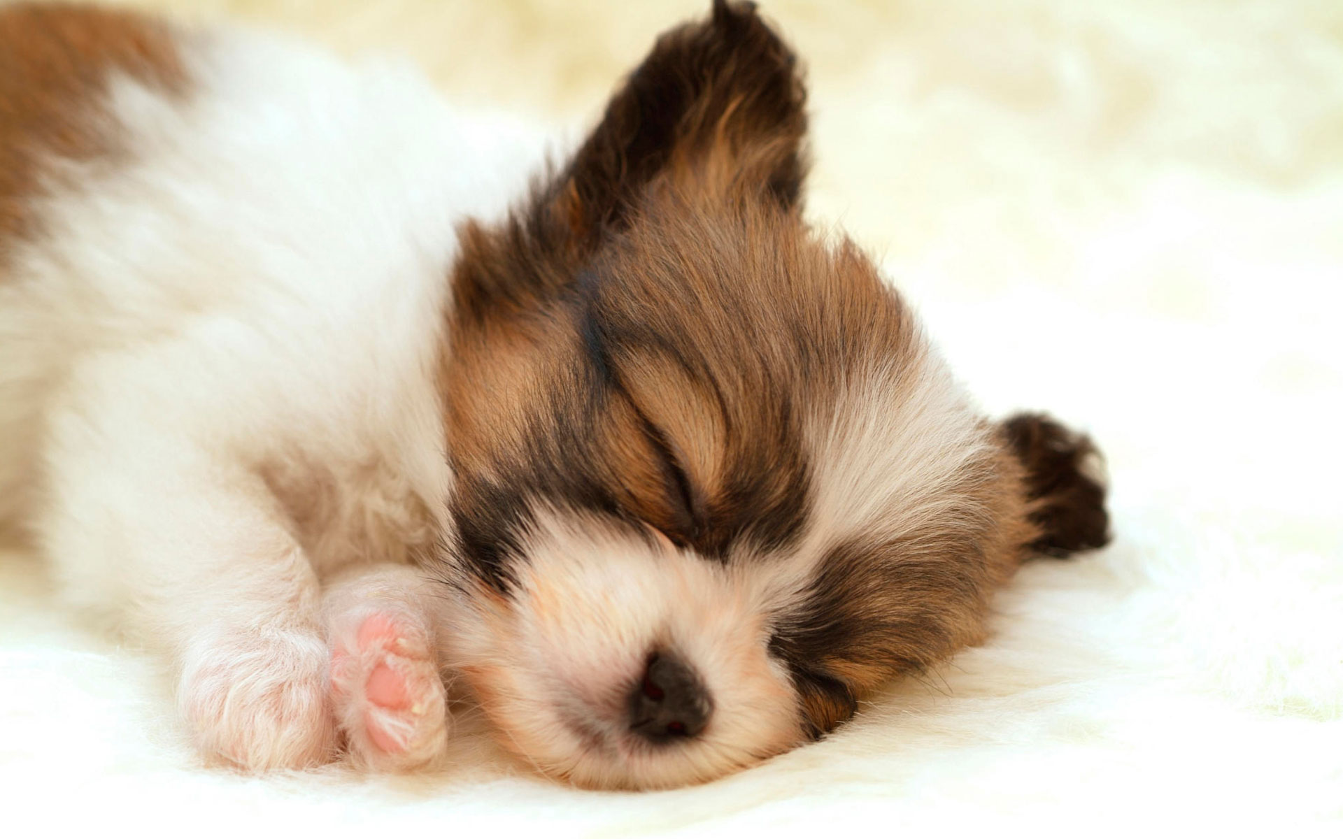 Cute Puppy Wallpapers