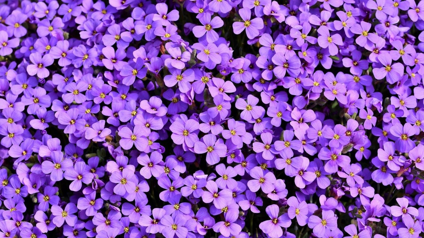 Cute Purple Laptop Wallpapers