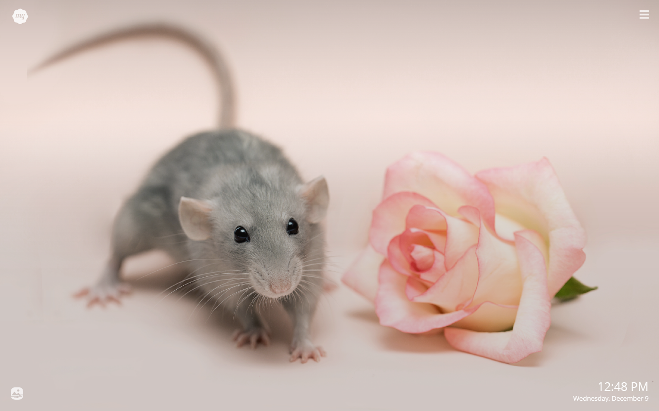 Cute Rat Wallpapers