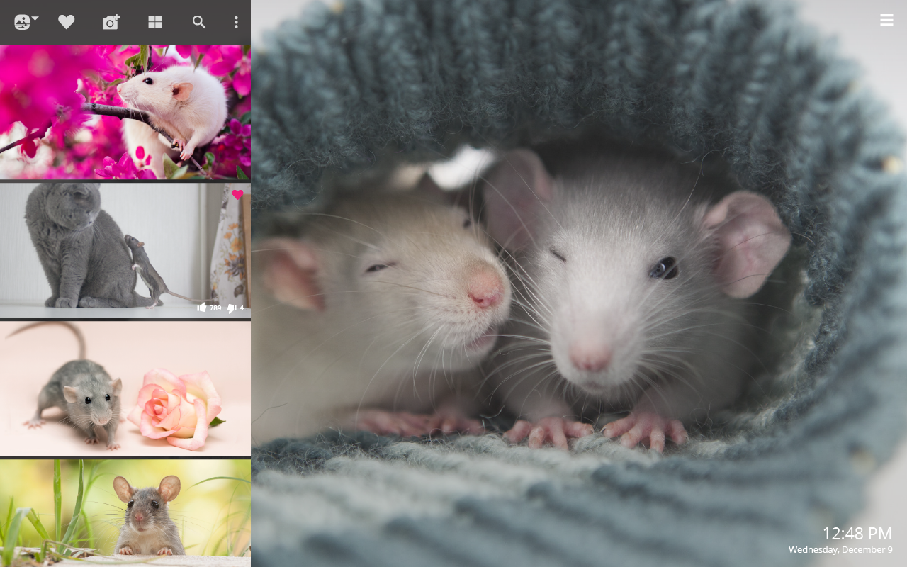 Cute Rat Wallpapers