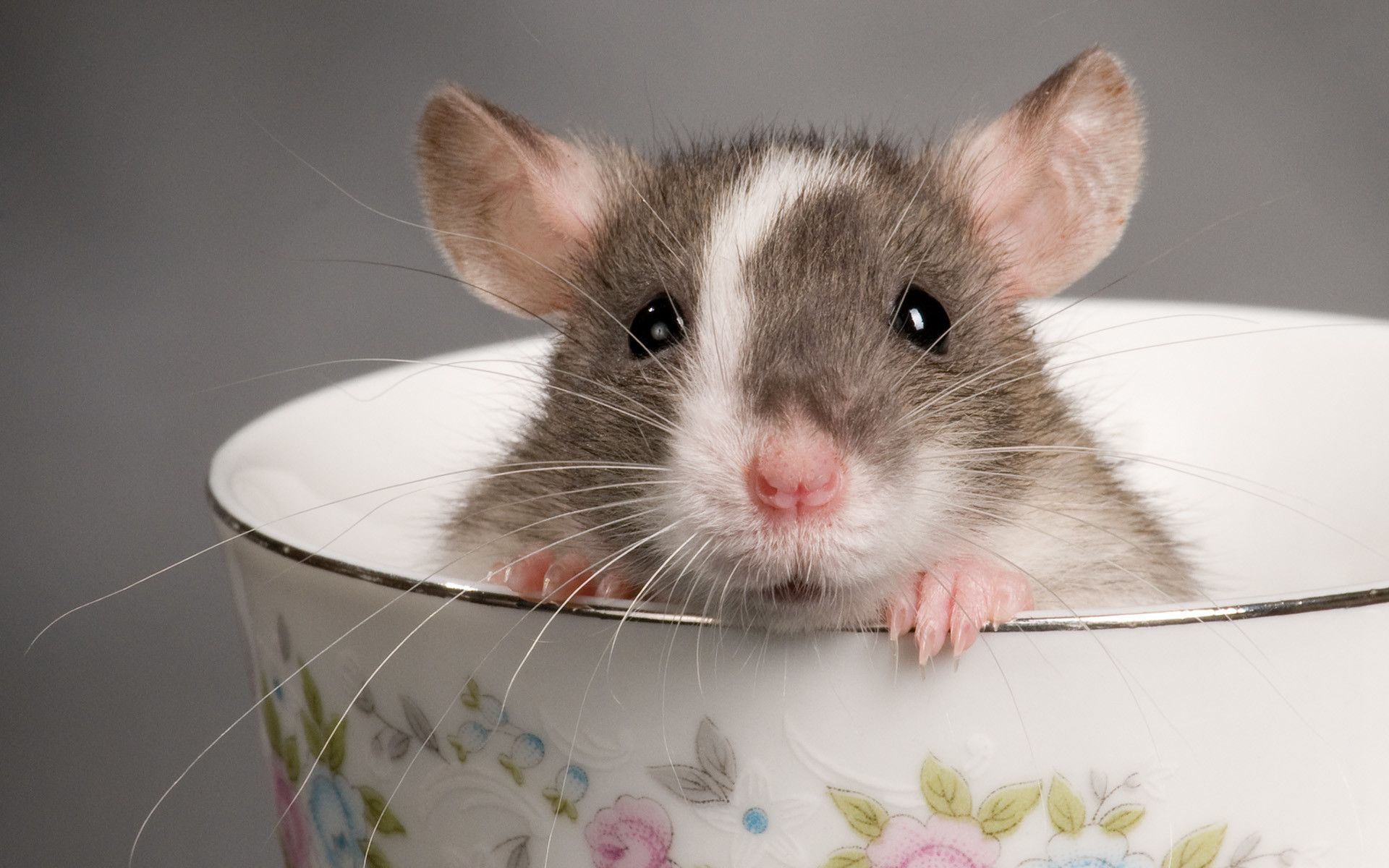 Cute Rat Wallpapers