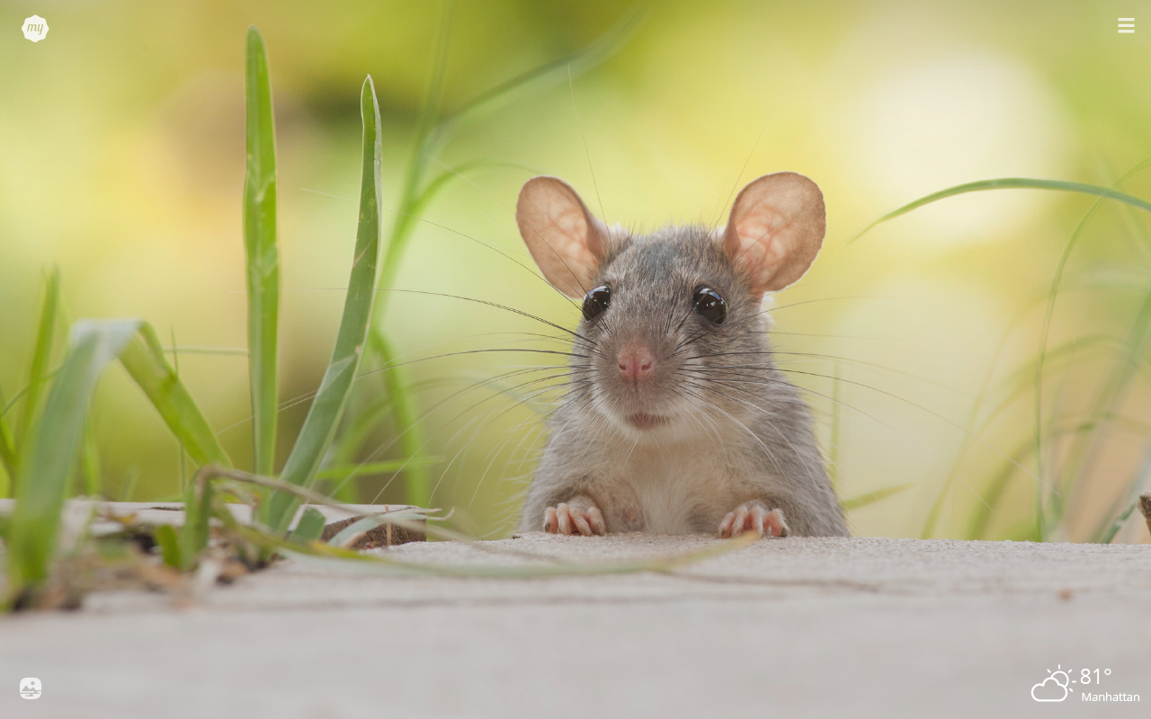 Cute Rat Wallpapers