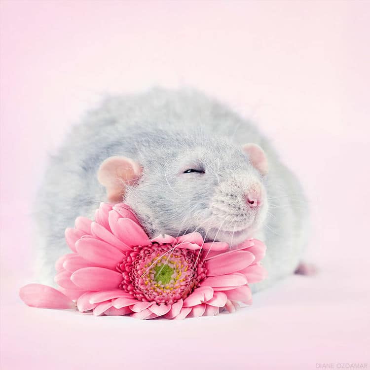 Cute Rat Wallpapers