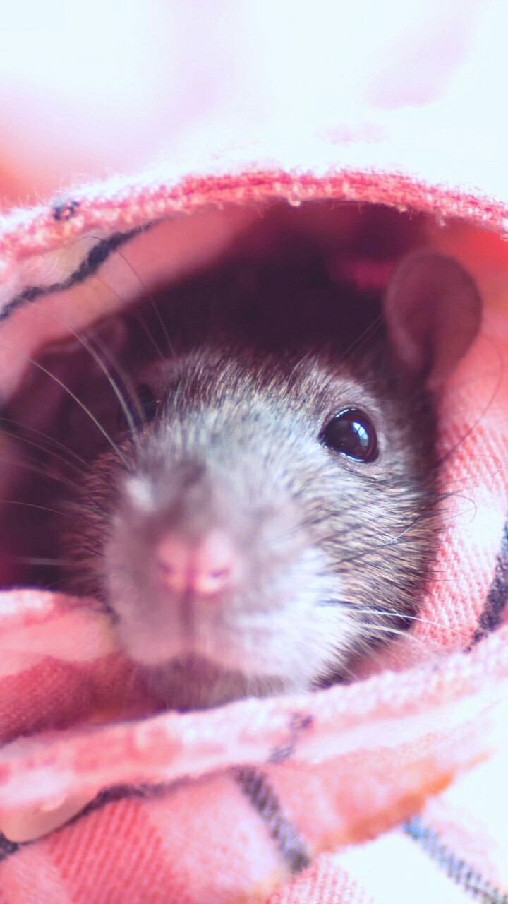 Cute Rat Wallpapers