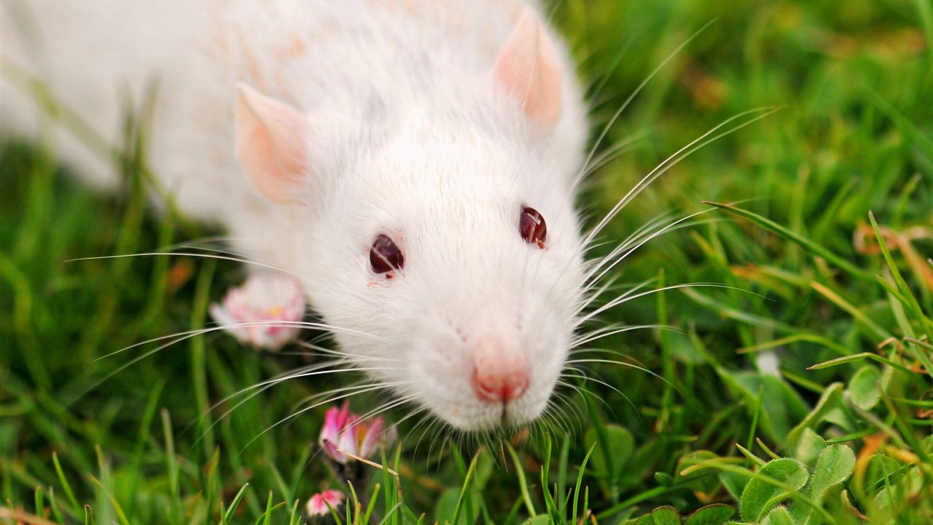 Cute Rat Wallpapers