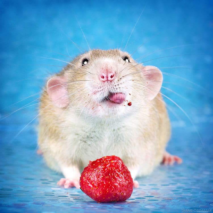 Cute Rat Wallpapers