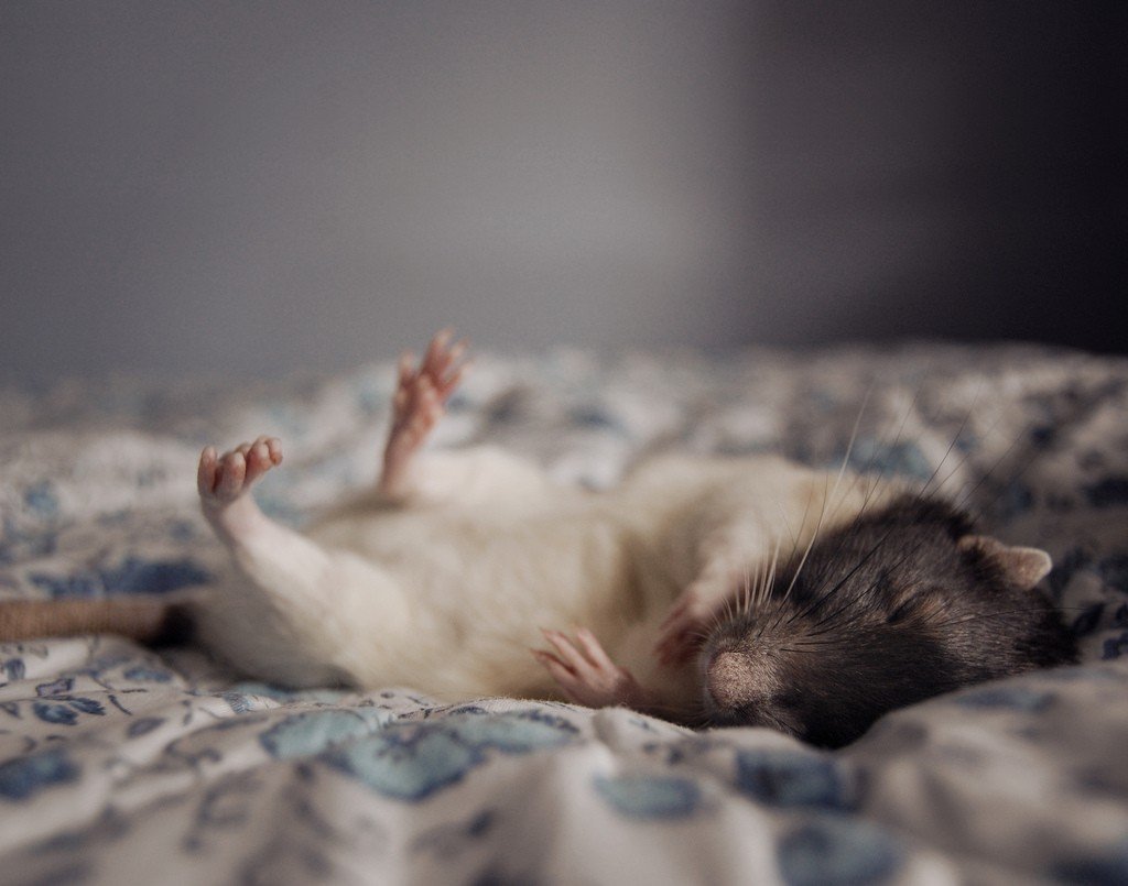 Cute Rat Wallpapers