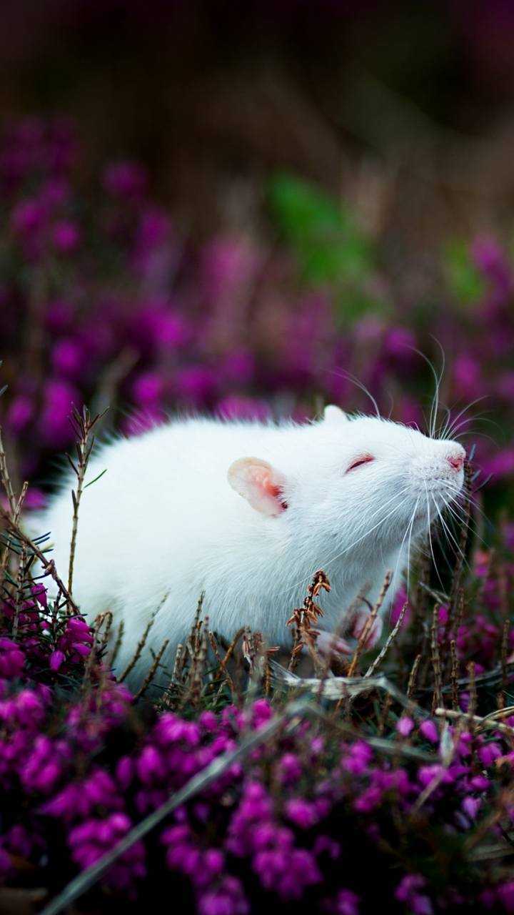 Cute Rat Wallpapers