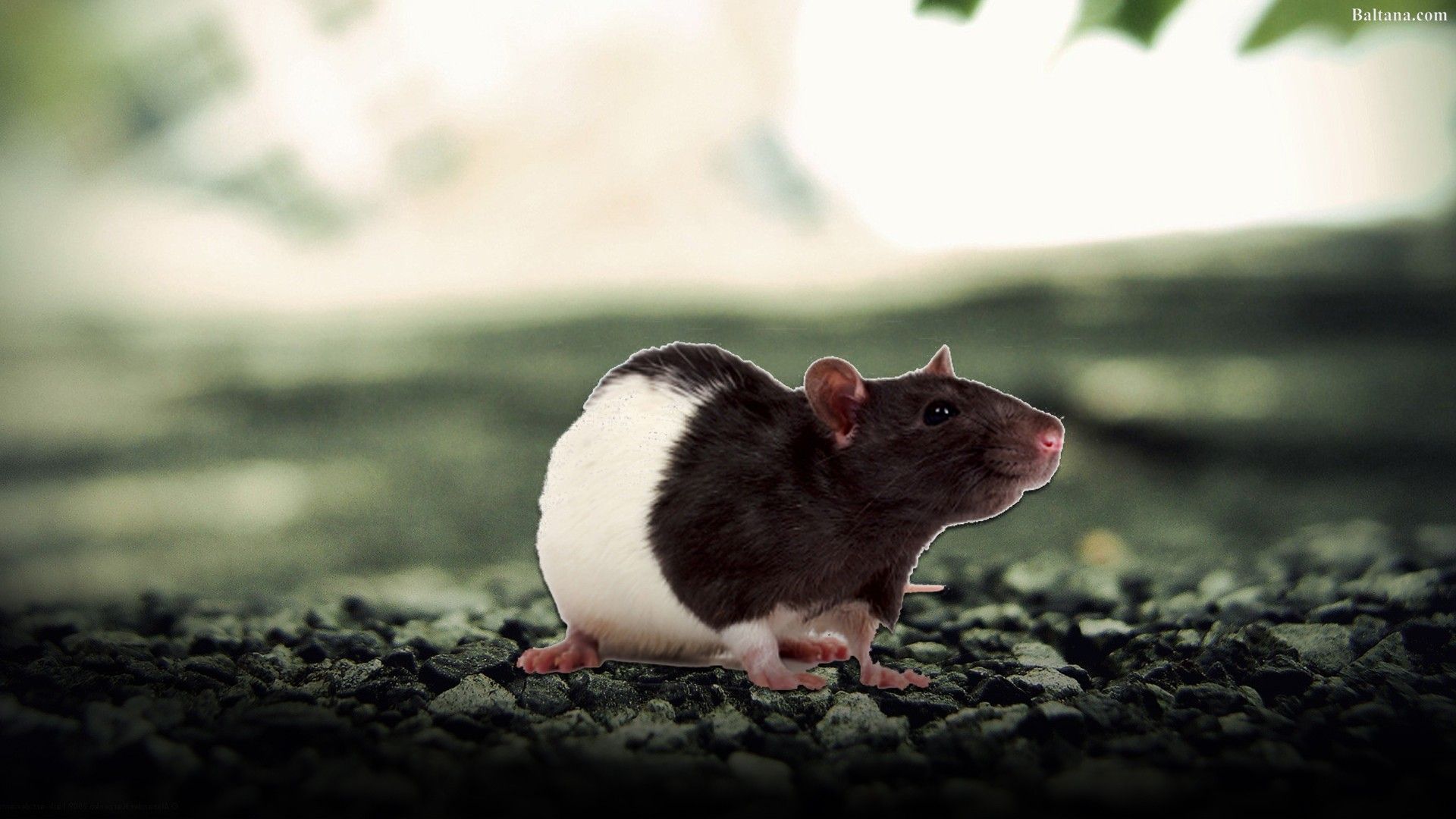 Cute Rat Wallpapers