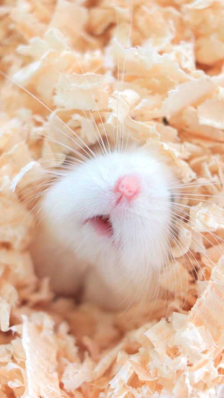 Cute Rat Wallpapers