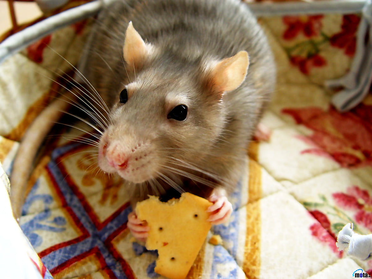 Cute Rat Wallpapers