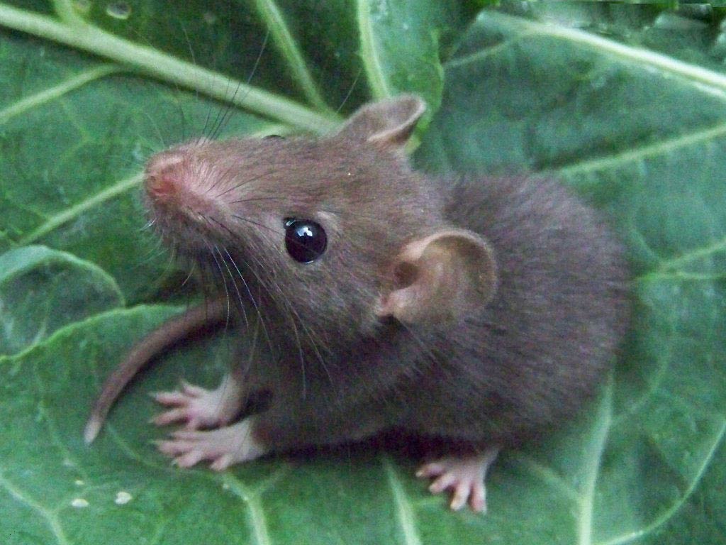 Cute Rat Wallpapers