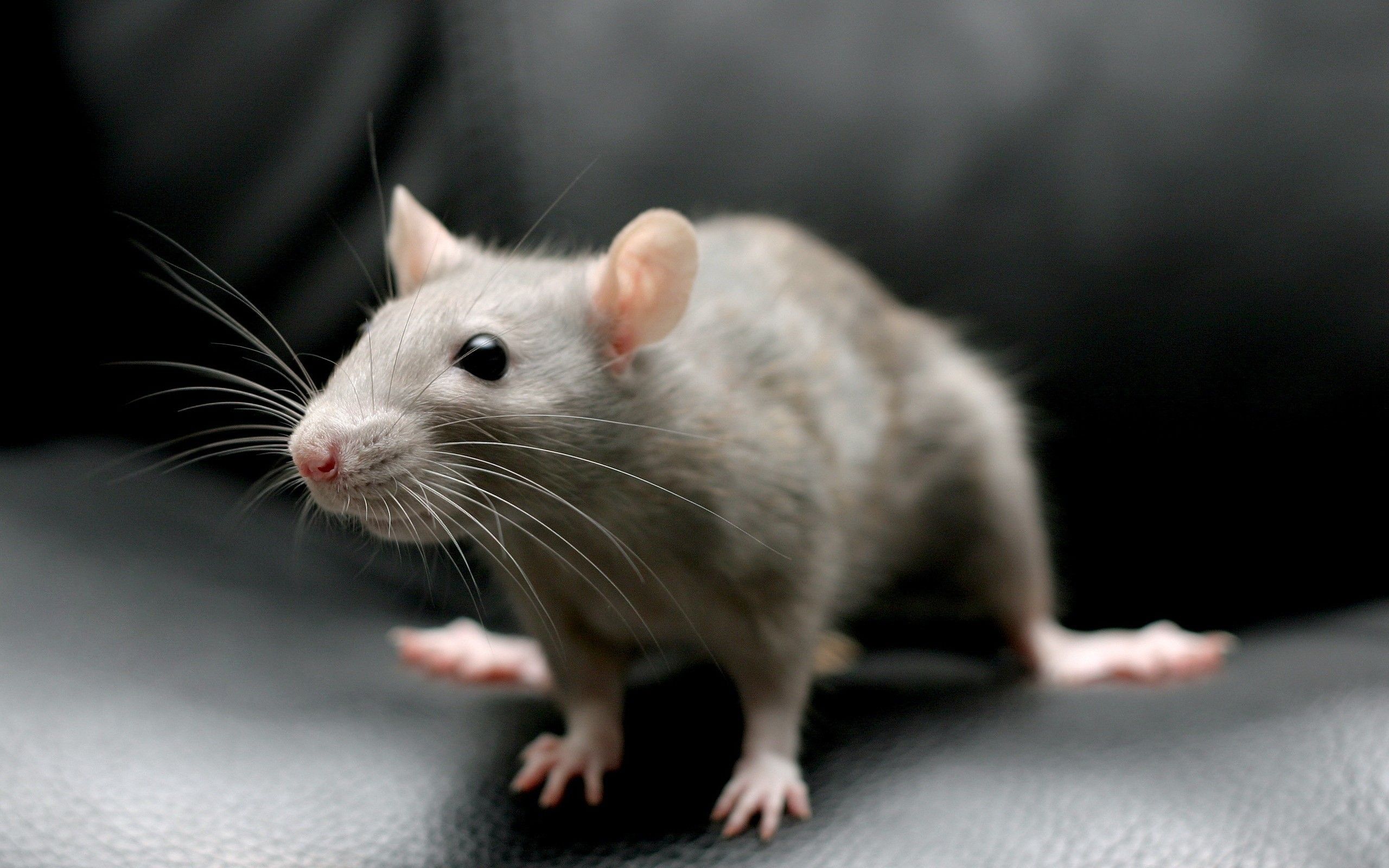 Cute Rat Wallpapers