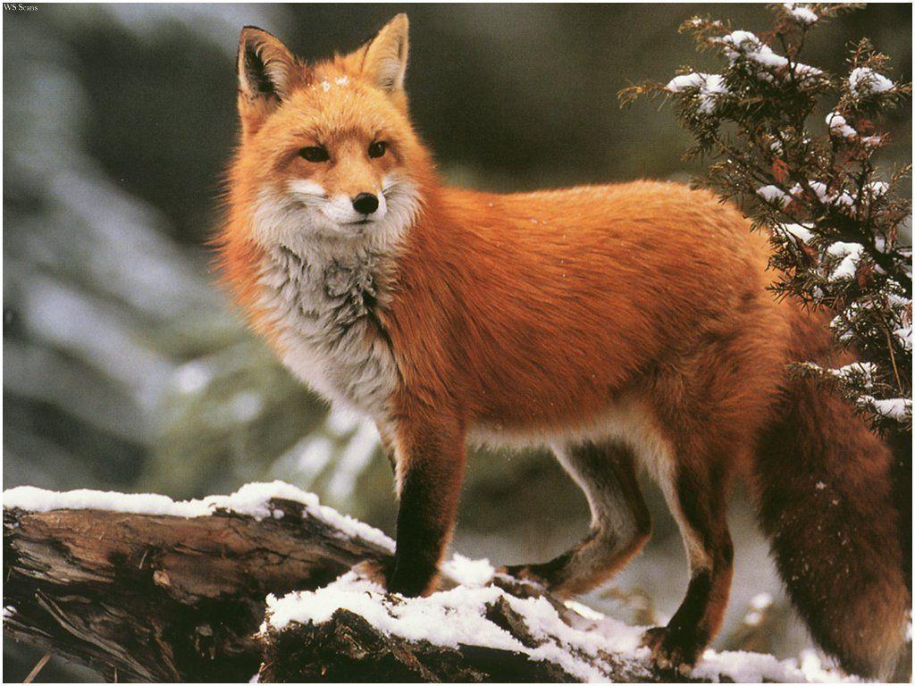 Cute Red Fox Wallpapers