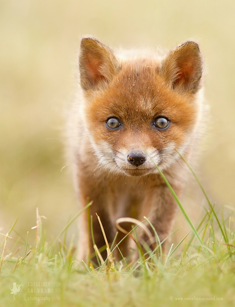 Cute Red Fox Wallpapers